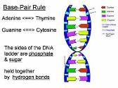 DNA - The Blueprint of Life