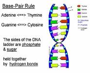 DNA - The Blueprint of Life PowerPoint Presentation