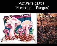 What is Population Genetics PowerPoint Presentation