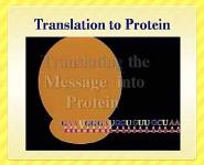 RNA - RiboNucleic Acid PowerPoint Presentation