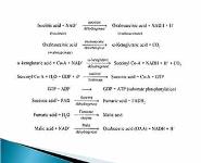 Krebs Cycle PowerPoint Presentation Notes