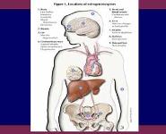 Treating Women Transitioning to Menopause HT or Not PowerPoint Presentation