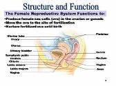 Female Reproductive System