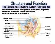 Female Reproductive System PowerPoint Presentation