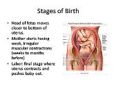 Prenatal Development and Birth