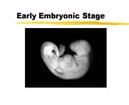 Stages of Prenatal Development PowerPoint Presentation