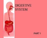The Digestive System PowerPoint Presentation