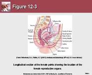 Care of the Patient with a Reproductive Disorder PowerPoint Presentation