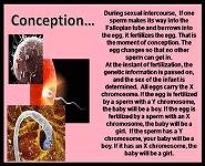 Human Sexuality PowerPoint Presentation