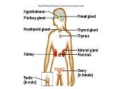 Endocrine System