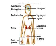 Endocrine System PowerPoint Presentation