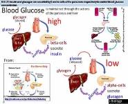 Hormones homeostasis and reproduction PowerPoint Presentation