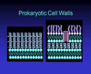 Antimicrobial Drugs PowerPoint Presentation