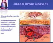 PHARMACOKINETICS PowerPoint Presentation