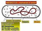 Nonbeta-lactam Antibiotics