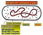 Nonbeta-lactam Antibiotics PowerPoint Presentation