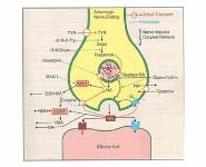 Adrenergic Drugs PowerPoint Presentation