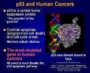 Intelligent Systems and Molecular Biology PowerPoint Presentation