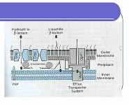 ANTIMICROBIAL AGENTS PowerPoint Presentation