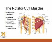 Evaluation of the Painful Shoulder PowerPoint Presentation