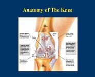 Osteoarthritis Knee PowerPoint Presentation