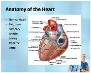Anatomy of the Heart and Lungs and Thoracic Surgery PowerPoint Presentation