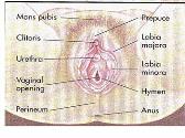 FEMALE REPRODUCTIVE ANATOMY