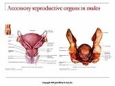 The Reproductive Systems