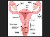 Reproductive System Overview