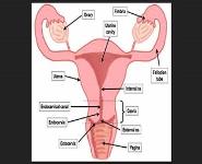 Reproductive System Overview PowerPoint Presentation