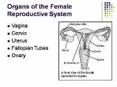 The Human Body-The Reproductive System
