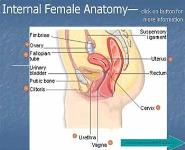 Human Reproduction PowerPoint Presentation