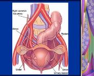 Pelvic Anatomy PowerPoint Presentation