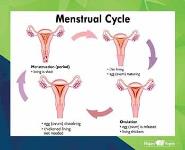 Female CHANGES PowerPoint Presentation