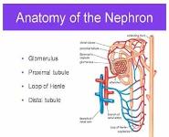 Urinary System PowerPoint Presentation