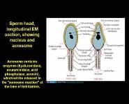 Histology of the Male Reproductive System PowerPoint Presentation
