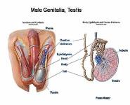Male Reproductive System - Laboratory Orientation PowerPoint Presentation