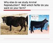 Animal Reproduction PowerPoint Presentation