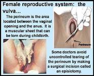 Reproductive system PowerPoint Presentation