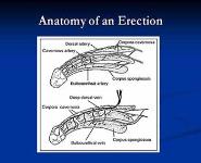 Sexual Dysfunction in Male College Students PowerPoint Presentation