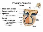 Pituitary Physiology and Deficiencies