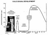 Development of Sexual Behavior and Correlated Characteristics