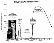 Development of Sexual Behavior and Correlated Characteristics PowerPoint Presentation