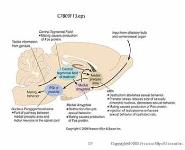 Reproductive Behavior PowerPoint Presentation