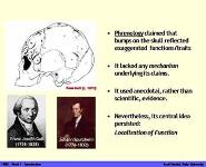 An Introduction to Functional MRI PowerPoint Presentation