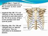 Radiological Anatomy of Chest Including Lungs Mediastinum and Thoracic Cage