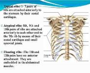 Radiological Anatomy of Chest Including Lungs Mediastinum and Thoracic Cage PowerPoint Presentation