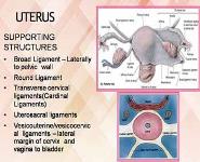 IMAGING ANATOMY OF FEMALE REPRODUCTIVE SYSTEM PowerPoint Presentation