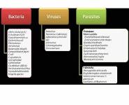 ACUTE GASTROENTERITIS IN CHILDREN PowerPoint Presentation
