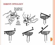 DIAGNOSTIC CYTOPATHOLOGY PowerPoint Presentation